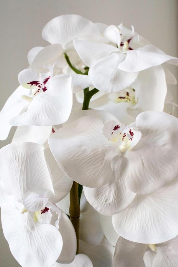 Appartamento White Orchid Pola Esterno foto
