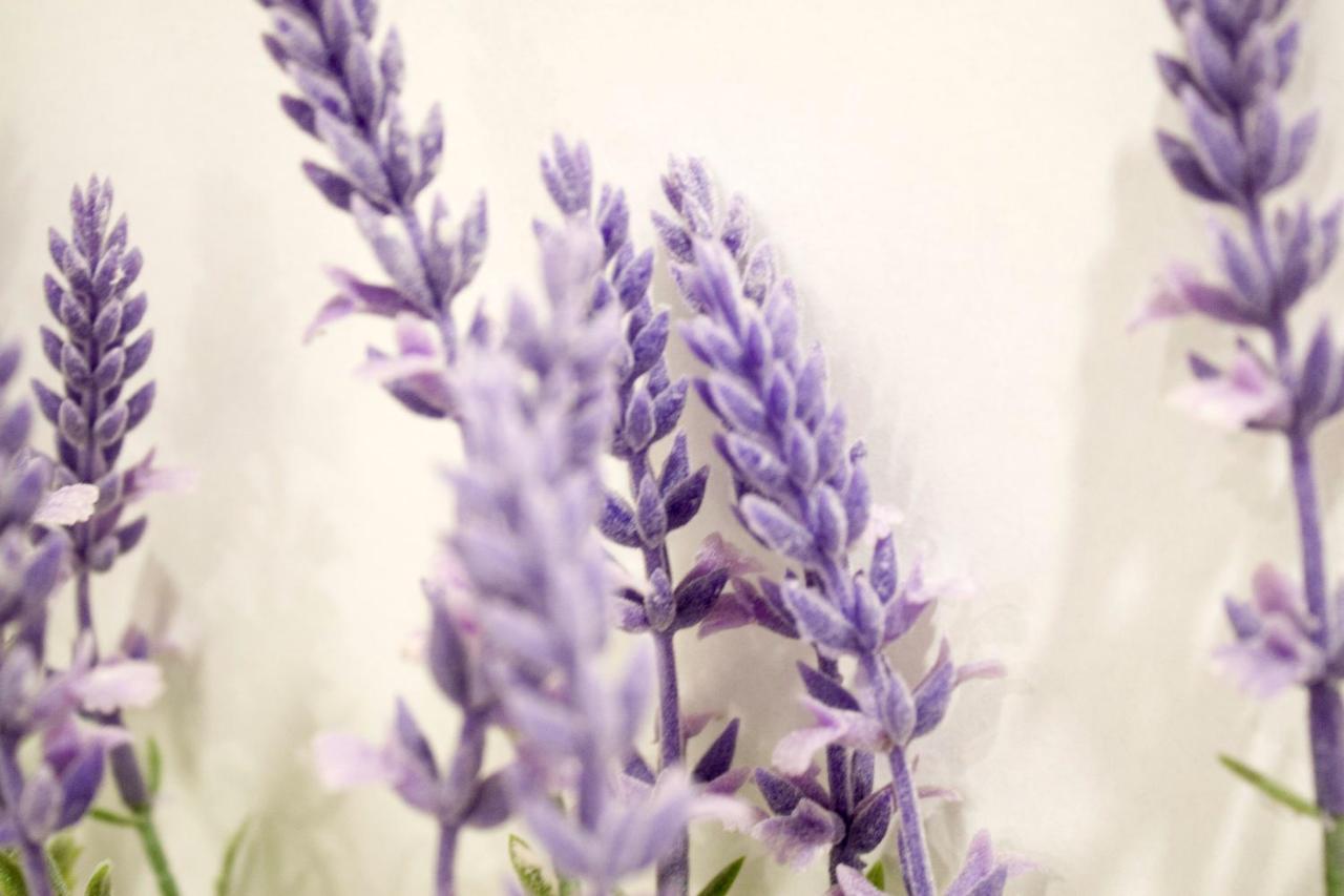 Appartamento White Orchid Pola Esterno foto